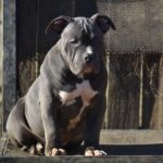 blue pitbulls puppies for sale in OK