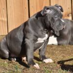 blue pitbulls puppy for sale in oklahoma