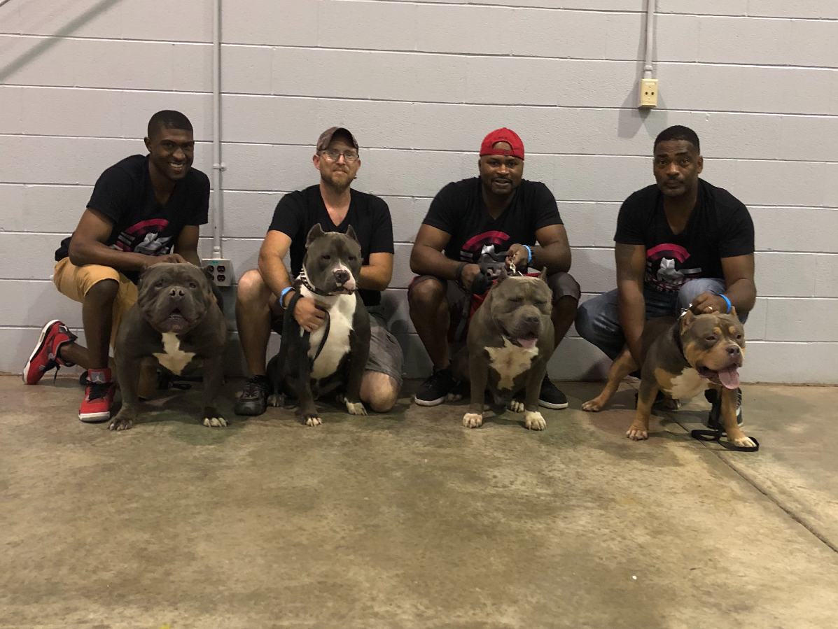 Xl American Bully Pits for sale
